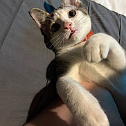 Teriyaki joined the competition — help win amazing prizes! animal, cat, close_up, collar, curious, cute, domestic_cat, ears, feline, fur, grey_background, indoor, looking_up, lying_down, nose, paw, pet, playful, soft_light, whiskers