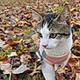 animal, autumn, brown_white, cat, closeup, curious, daylight, fall, fur, grass, leaves, mammal, nature, outdoor, pet, pink_harness, portrait, walking, whiskers, young_cat