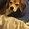 Brownie is registered to the contest to win money with this photo: dog, blanket, bed, bedding, cozy, indoor, resting, sleepy, brown_dog, white_bedding, comfort, relaxation, pet, canine, animal, fur, ears, face, lying_down, warm
