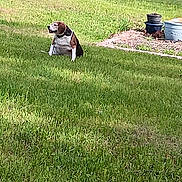 Brownie joined the competition — help win amazing prizes! dog, grass, lawn, outdoor, nature, suburban, road, bush, greenery, pet, canine, animal, daytime, peaceful, sitting, quiet, sunlight, yard, garden, relaxed