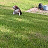 dog, grass, lawn, outdoor, nature, suburban, road, bush, greenery, pet, canine, animal, daytime, peaceful, sitting, quiet, sunlight, yard, garden, relaxed