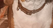 Brownie joined the competition — help win amazing prizes! dog, beagle, pet, animal, indoor, close_up, brown, white, collar, ears, face, eyes, legs, blanket, home, furniture, laundry, clutter, flash, portrait