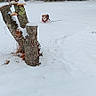 Brownie is registered to the contest to win money with this photo: dog, snow, tree_stump, mushrooms, forest, winter, outdoor, nature, leaves, trees, grass, animal, canine, harness, cold, season, landscape, woods, white, scenery