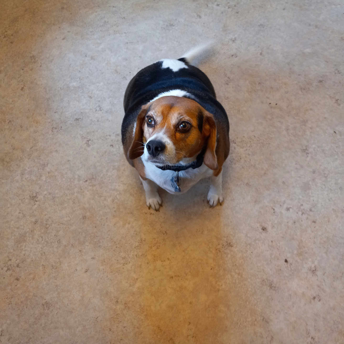 Brownie joined the competition — help win amazing prizes! beagle, dog, pet, indoor, floor, tail, wagging, looking_up, brown, white, black, ears, collar, cute, animal, canine, portrait, expression, domestic, foot