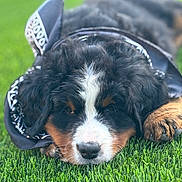 Saja joined the competition — help win amazing prizes! dog, puppy, bernese_mountain_dog, bandana, grass, outdoor, pet, sleepy, cute, animal, fur, black, white, brown, nose, paw, lying_down, close_up, fluffy, relaxed