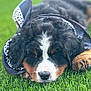 dog, puppy, bernese_mountain_dog, bandana, grass, outdoor, pet, sleepy, cute, animal, fur, black, white, brown, nose, paw, lying_down, close_up, fluffy, relaxed