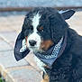 Saja is registered to the contest to win money with this photo: puppy, dog, bernese_mountain_dog, bandana, black, white, brown, fur, pet, animal, outdoor, pavement, stone, sitting, cute, young, portrait, canine, fluffy, ears