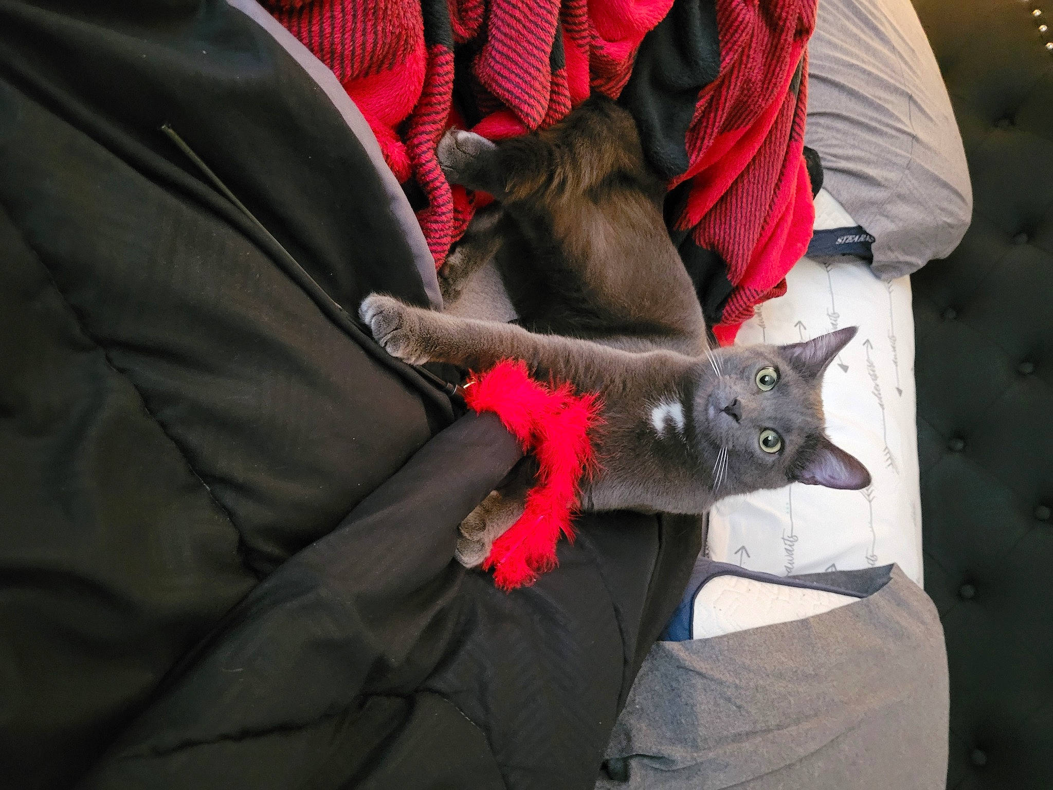 Smokey joined the competition — help win amazing prizes! canidae, carmine, carnivore, cat, claw, comfort, domestic_short_haired_cat, felidae, fur, grey, linens, magenta, sleeve, small_to_medium_sized_cats, t_shirt, tie, whiskers