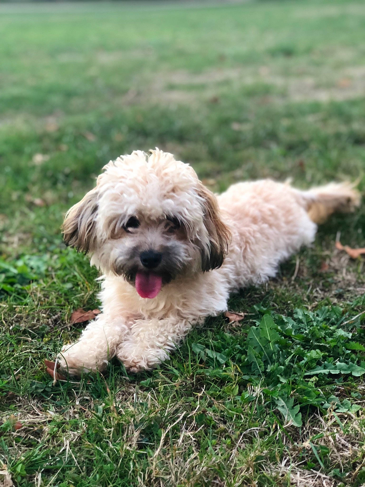 Prune a rejoint le concours — aidez-le/la à gagner de superbes lots ! briquet_griffon_vendeen, canidae, carnivore, cockapoo, dog, dog_breed, dutch_smoushond, glen_of_imaal_terrier, grass, havanese, lhasa_apso, maltepoo, mammal, petit_basset_griffon_vendeen, poodle_crossbreed, schnoodle, shih_tzu, sporting_lucas_terrier, terrier, vertebrate