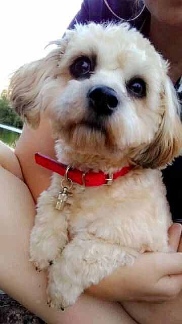 Prune a rejoint le concours — aidez-le/la à gagner de superbes lots ! canidae, carnivore, cavachon, cavapoo, cockapoo, companion_dog, dog, dog_breed, havanese, maltepoo, maltese, mammal, poodle_crossbreed, puppy, puppy_love, schnoodle, shih_poo, shih_tzu, toy_poodle, vertebrate