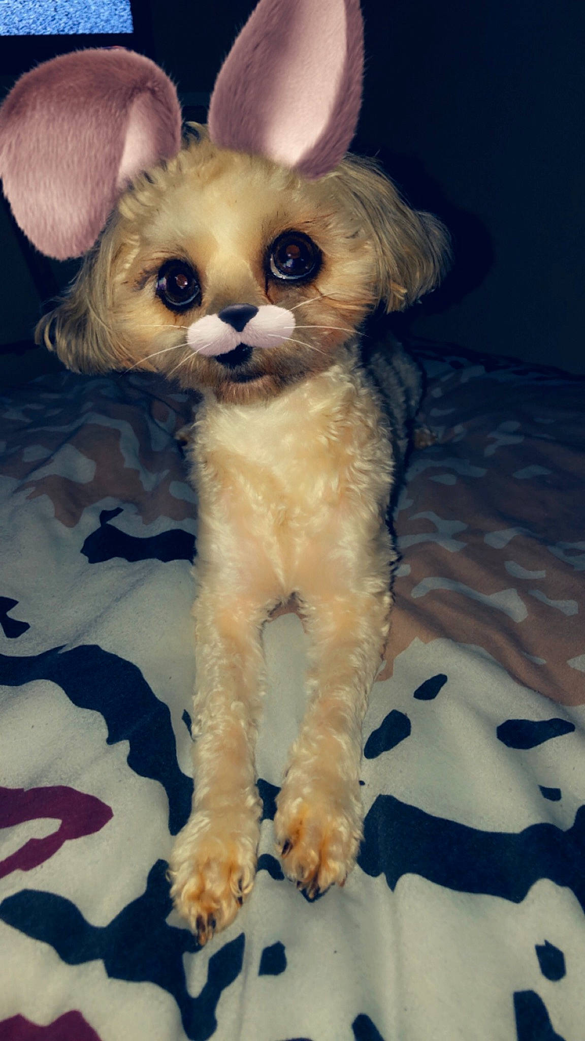 Prune a rejoint le concours — aidez-le/la à gagner de superbes lots ! canidae, carnivore, cat, companion_dog, cornish_rex, devon_rex, ear, eye, fawn, felidae, german_rex, kitten, mammal, rex_cat, small_to_medium_sized_cats, snout, vertebrate, whiskers