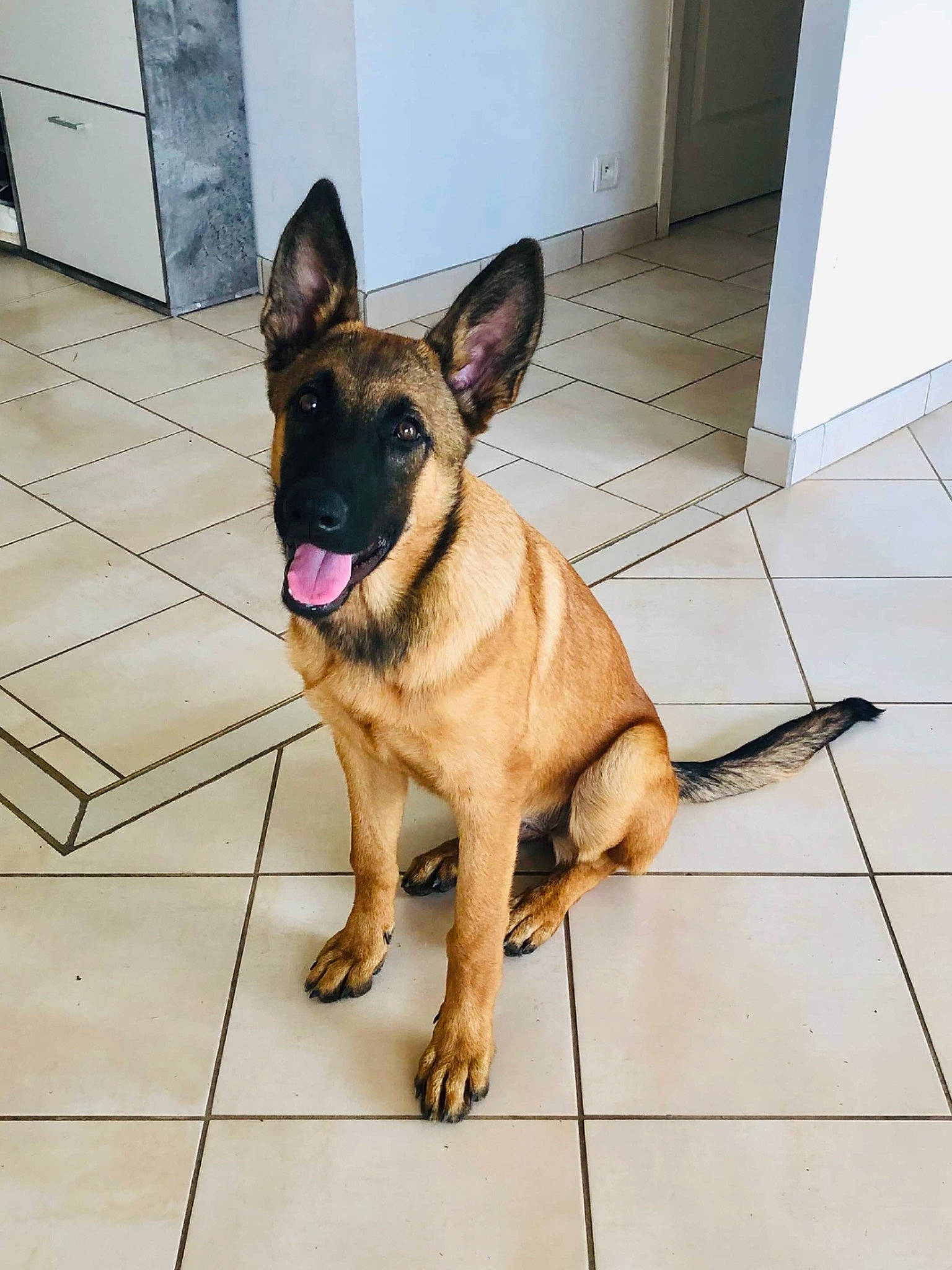 Djenga a rejoint le concours — aidez-le/la à gagner de superbes lots ! belgian_shepherd, belgian_shepherd_malinois, canidae, carnivore, dog, dog_breed, east_european_shepherd, fawn, german_shepherd_dog, king_shepherd, kunming_wolfdog, mammal, old_german_shepherd_dog, police_dog, shiloh_shepherd_dog, snout, tervuren, vertebrate, working_dog