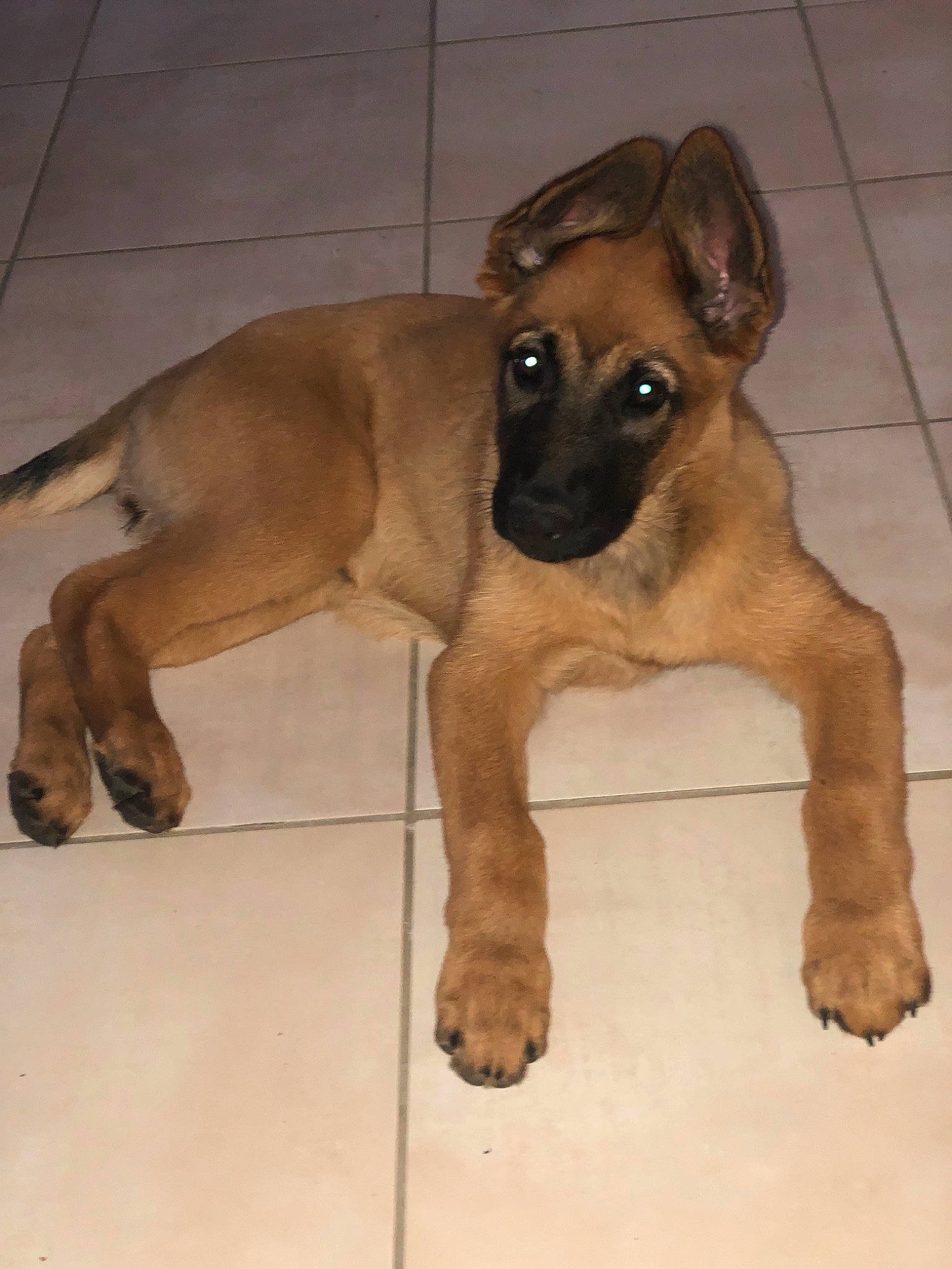 Djenga participe au concours pour gagner de l'argent avec cette photo : black_mouth_cur, canidae, carlin_pinscher, carnivore, dog, dog_breed, fawn, mammal, puppy, rare_breed_dog, snout, street_dog, vertebrate