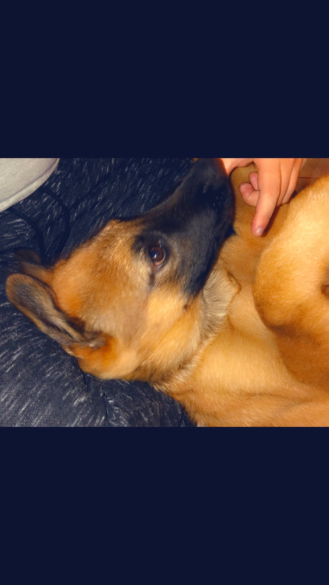 Djenga a rejoint le concours — aidez-le/la à gagner de superbes lots ! black_mouth_cur, canidae, carnivore, dog, dog_breed, ear, fawn, hand, muscle, nose, photography, puppy_love, selfie, skin, snout