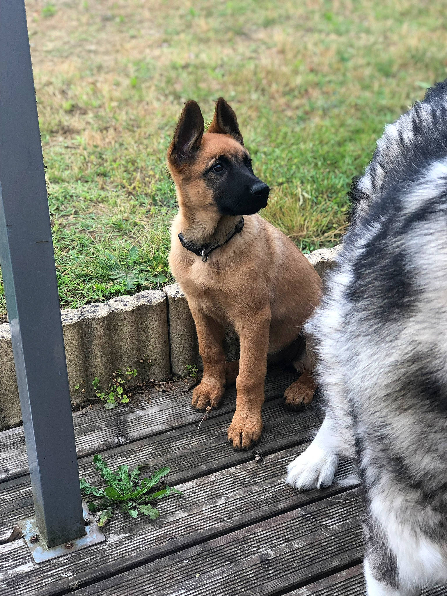 Djenga participe au concours pour gagner de l'argent avec cette photo : belgian_shepherd, belgian_shepherd_malinois, canidae, carnivore, dog, dog_breed, east_european_shepherd, fawn, german_shepherd_dog, grass, mammal, norwegian_elkhound, old_german_shepherd_dog, police_dog, puppy, shiloh_shepherd_dog, snout, tervuren, vertebrate, working_dog