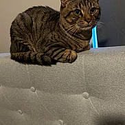 Nico joined the competition — help win amazing prizes! cat, tabby, pet, animal, feline, indoor, couch, gray, fur, whiskers, alert, sitting, home, window, light, domestic, cute, relaxed, furniture, cozy