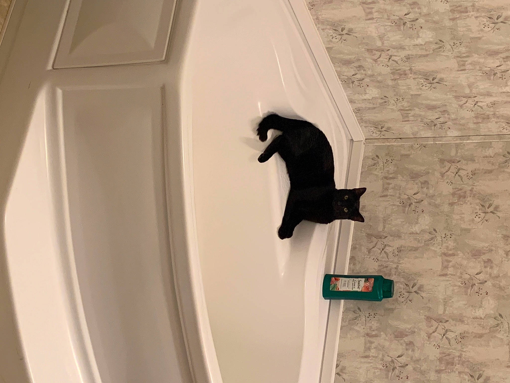 Jet joined the competition — help win amazing prizes! auto_part, automotive_design, automotive_exterior, automotive_lighting, automotive_tire, automotive_wheel_system, bumper, circle, door, felidae, fender, formal_wear, hood, motor_vehicle, rim, tail, tints_and_shades, vehicle_door, window, wood