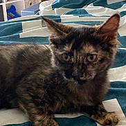 Brownie is registered to the contest to win money with this photo: animal, bed, blanket, cat, cozy, curious, cute, ears, feline, fur, home, indoor, kitten, looking, paws, pet, resting, tortoiseshell, whiskers, young