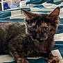 animal, bed, blanket, cat, cozy, curious, cute, ears, feline, fur, home, indoor, kitten, looking, paws, pet, resting, tortoiseshell, whiskers, young