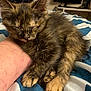 Brownie is registered to the contest to win money with this photo: animal, arm, bed, blanket, cat, closeup, cozy, cute, domestic, fur, furry, human, indoor, kitten, paw, pet, resting, sleeping, tortoiseshell, young