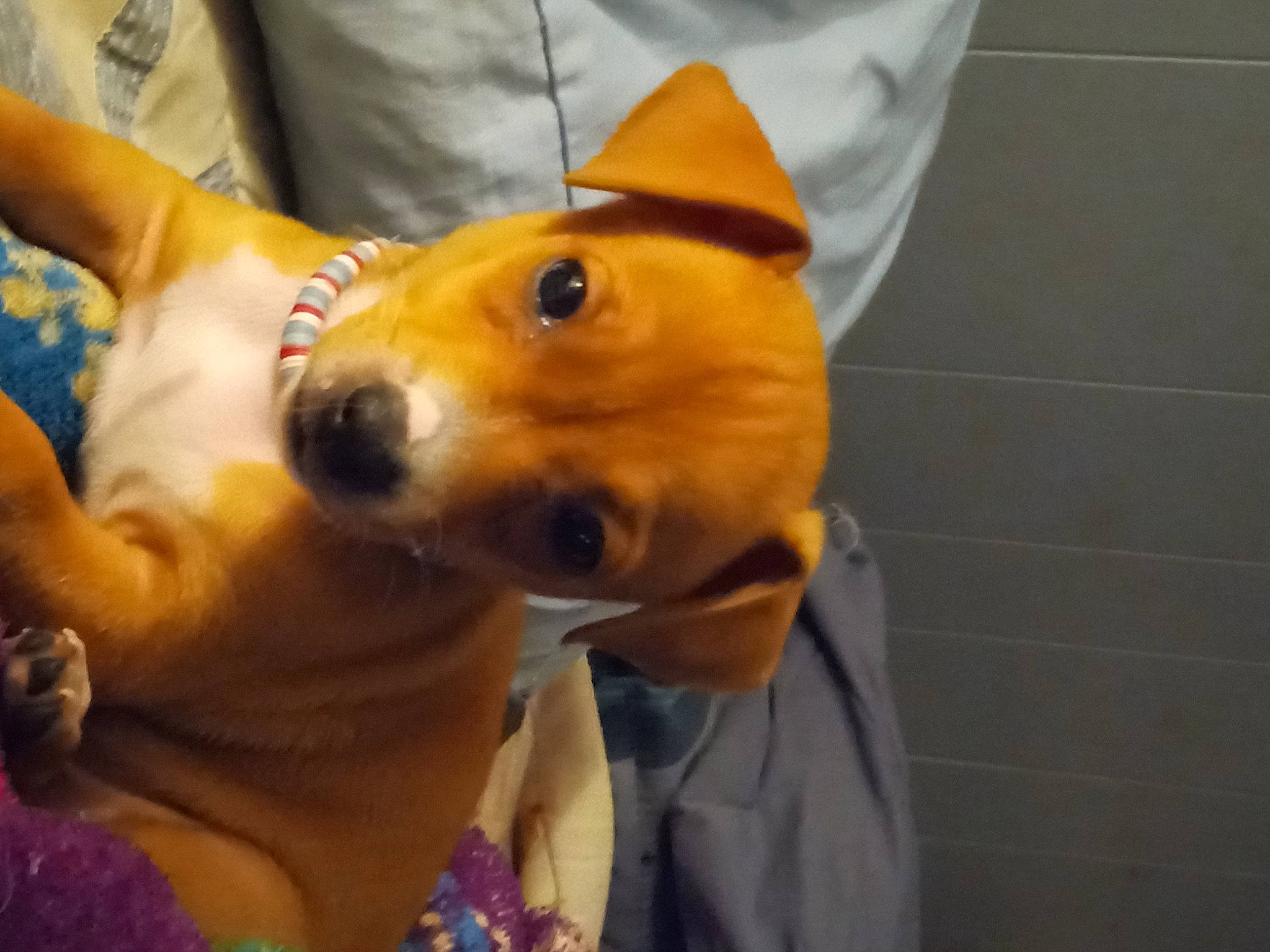 Bandit joined the competition — help win amazing prizes! canidae, carnivore, child, companion_dog, dog, dog_breed, ear, event, fashion_accessory, fawn, fun, fur, happy, hat, non_sporting_group, snout, spitz, sporting_group, whiskers, working_animal