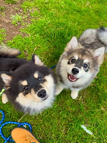 Dream a rejoint le concours — aidez-le/la à gagner de superbes lots ! ancient_dog_breeds, canidae, carnivore, companion_dog, dog, dog_breed, dog_supply, fawn, fur, grass, non_sporting_group, plant, siberian_husky, sled_dog, sporting_group, terrestrial_animal, toy_dog, working_animal, working_dog