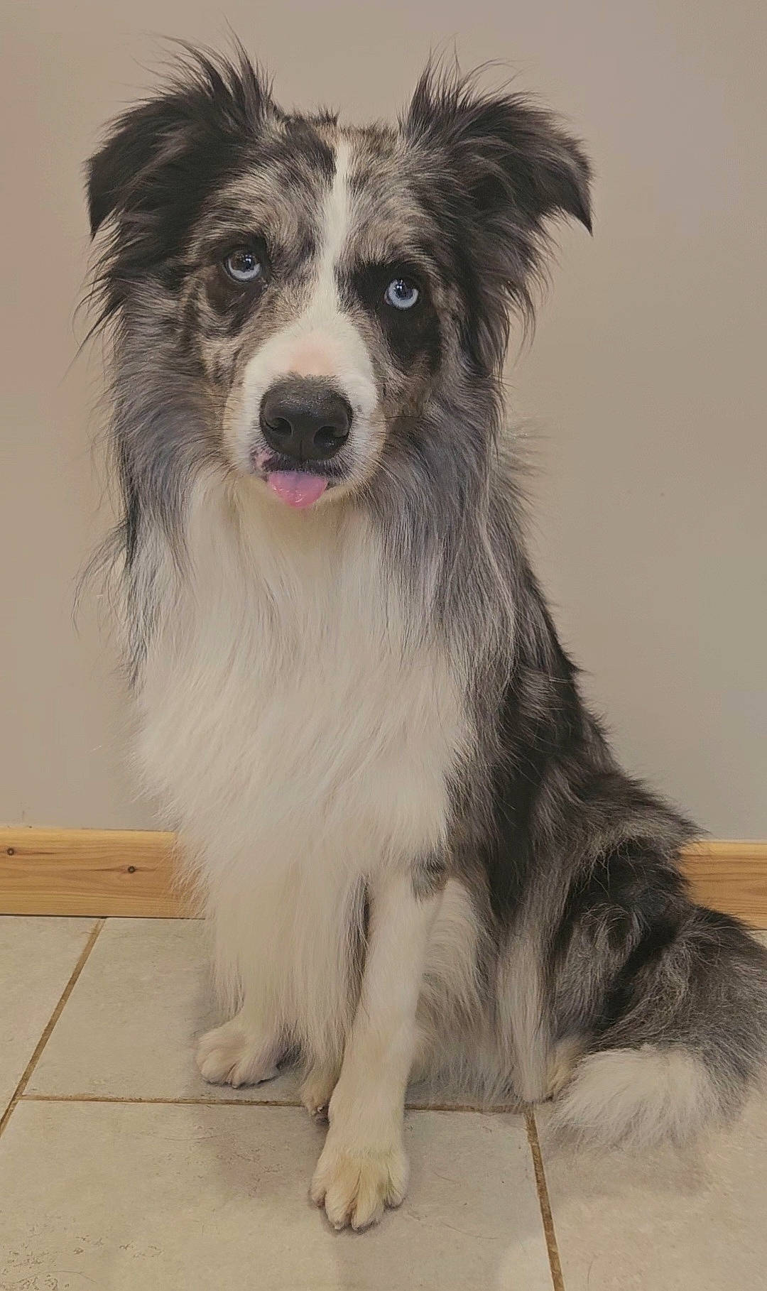 Ecko joined the competition — help win amazing prizes! ancient_dog_breeds, australian_collie, australian_shepherd, border_collie, canidae, carnivore, companion_dog, dog, dog_breed, flooring, fur, hardwood, herding_dog, snout, sporting_group, terrestrial_animal, whiskers, wood, working_animal, working_dog