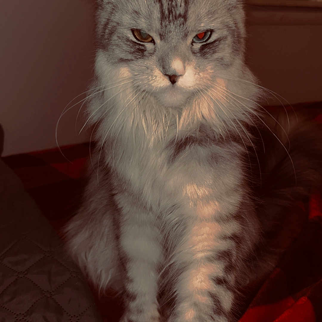 Luna joined the competition — help win amazing prizes! cat, long_hair, pet, indoor, paw, stretching, feline, animal, cozy, blanket, window_blinds, fur, whiskers, ears, domestic_cat, portrait, serious_expression, orange_light, bed, resting