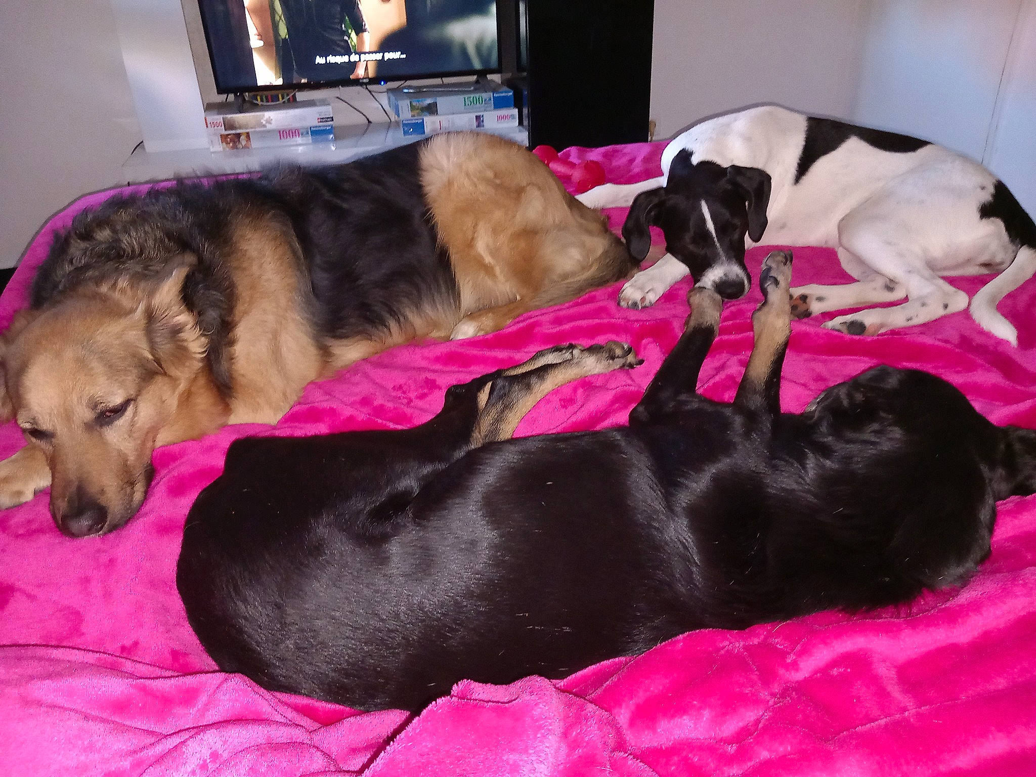 Gamine a rejoint le concours — aidez-le/la à gagner de superbes lots ! canidae, carnivore, comfort, companion_dog, couch, dog, dog_breed, dog_supply, fawn, fur, liver, mammal, nap, snout, sporting_group, studio_couch, tail, television, vertebrate, working_animal