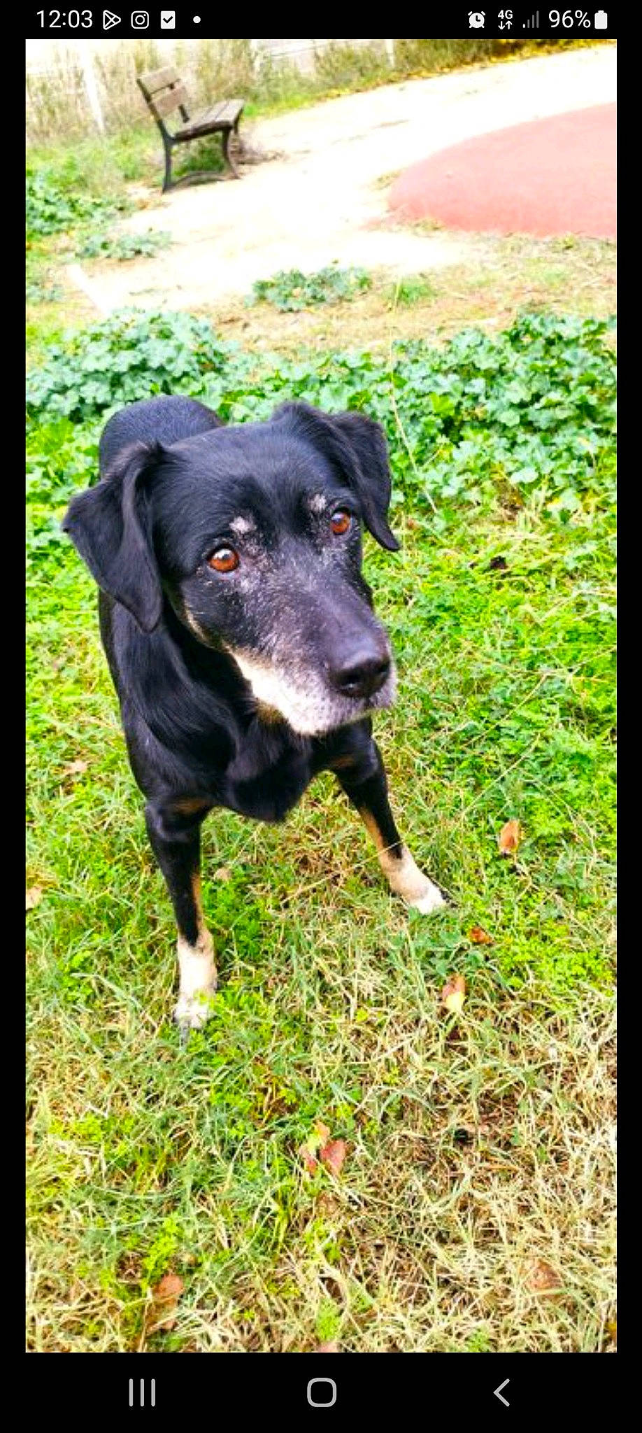 Gamine participe au concours pour gagner de l'argent avec cette photo : borador, canidae, carnivore, companion_dog, dog, dog_breed, grass, groundcover, guard_dog, gun_dog, hunting_dog, personal_protective_equipment, plant, puppy, retriever, terrestrial_animal, working_animal, working_dog