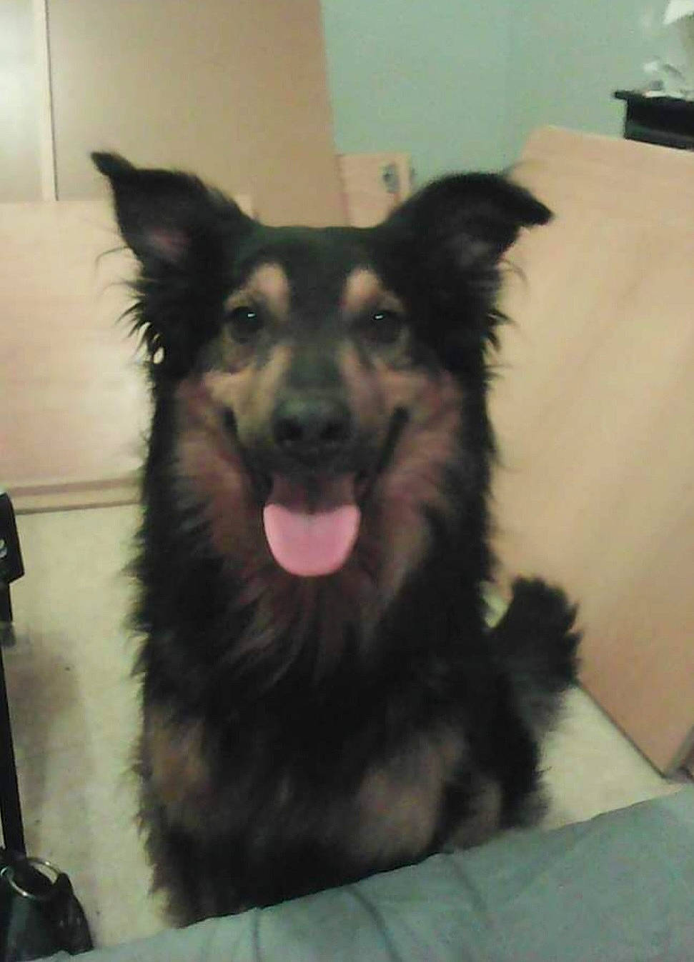 Mescla participe au concours pour gagner de l'argent avec cette photo : canidae, carnivore, companion_dog, dog, dog_breed, east_european_shepherd, flooring, foot, fur, guard_dog, herding_dog, jaw, king_shepherd, snout, sporting_group, terrestrial_animal, vertebrate, whiskers, working_animal, working_dog