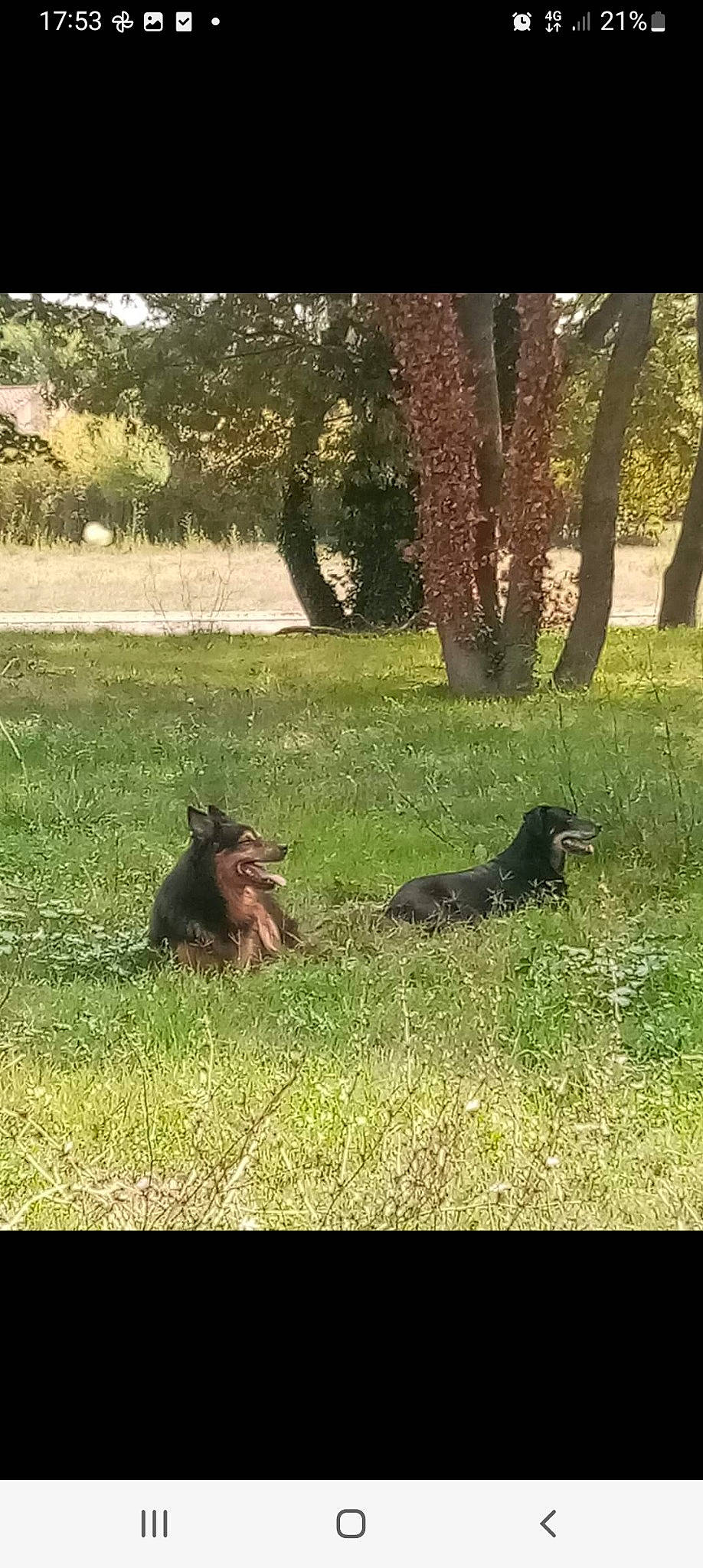 Mescla participe au concours pour gagner de l'argent avec cette photo : carnivore, dog, dog_breed, fawn, grass, grassland, groundcover, landscape, leaf, meadow, natural_landscape, plant, sunlight, tail, terrestrial_animal, tints_and_shades, tree, trunk, wood, woody_plant