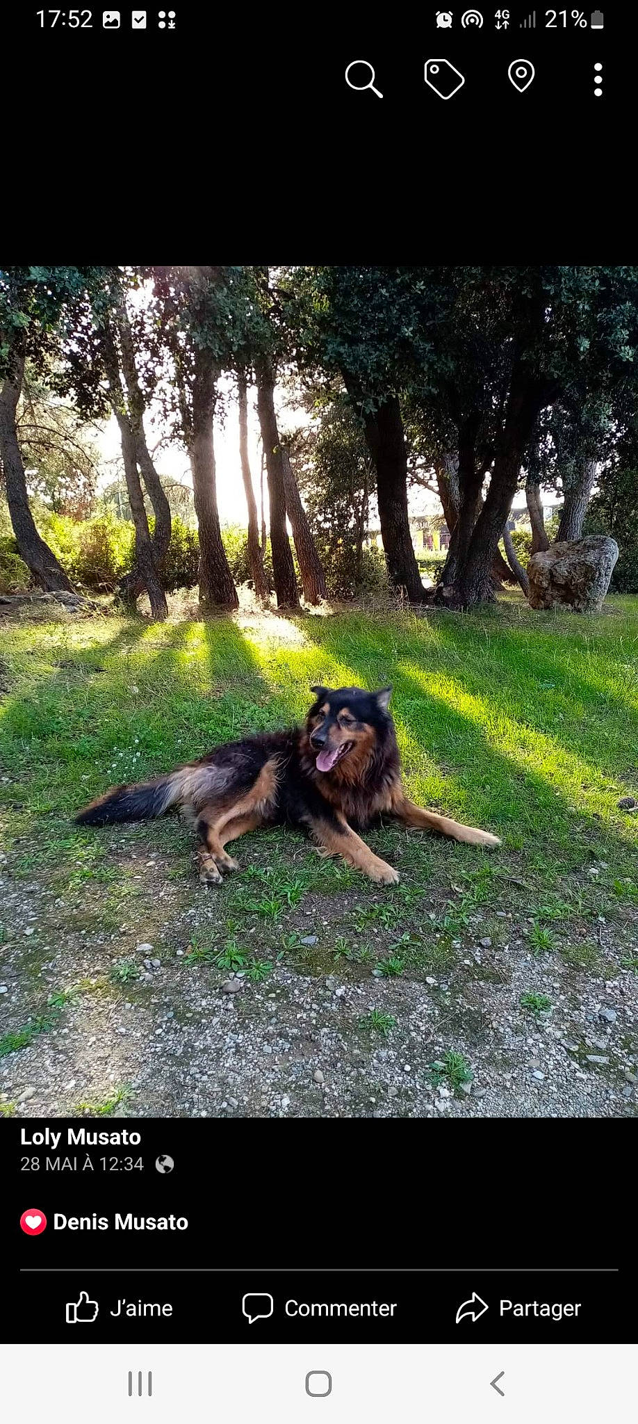 Mescla a rejoint le concours — aidez-le/la à gagner de superbes lots ! art, carnivore, companion_dog, dog, dog_breed, felidae, forest, grass, landscape, natural_landscape, people_in_nature, plant, sporting_group, tail, terrestrial_animal, tints_and_shades, tree, trunk, wood, woodland