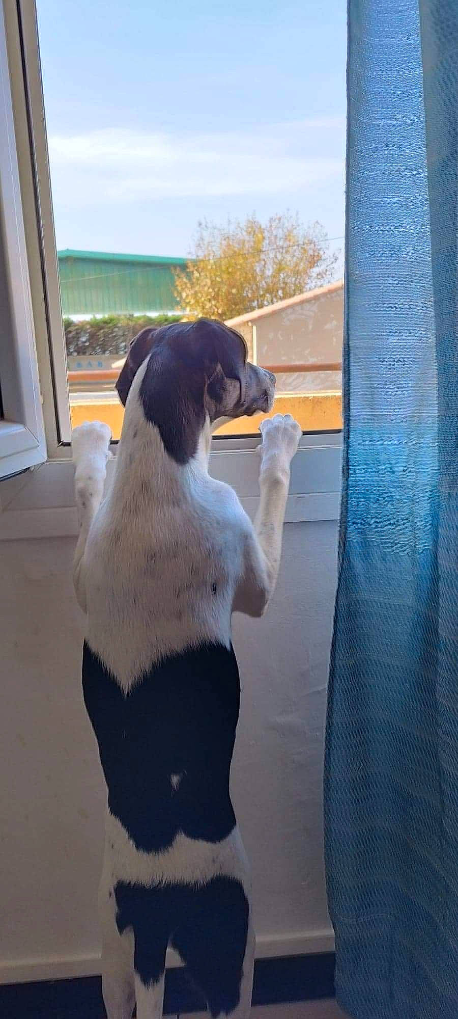 Tachetée participe au concours pour gagner de l'argent avec cette photo : canidae, carnivore, companion_dog, dog, dog_breed, flightless_bird, flooring, fur, guard_dog, landseer, paw, puppy, sky, snout, sporting_group, stuffed_toy, tail, tree, window, working_dog