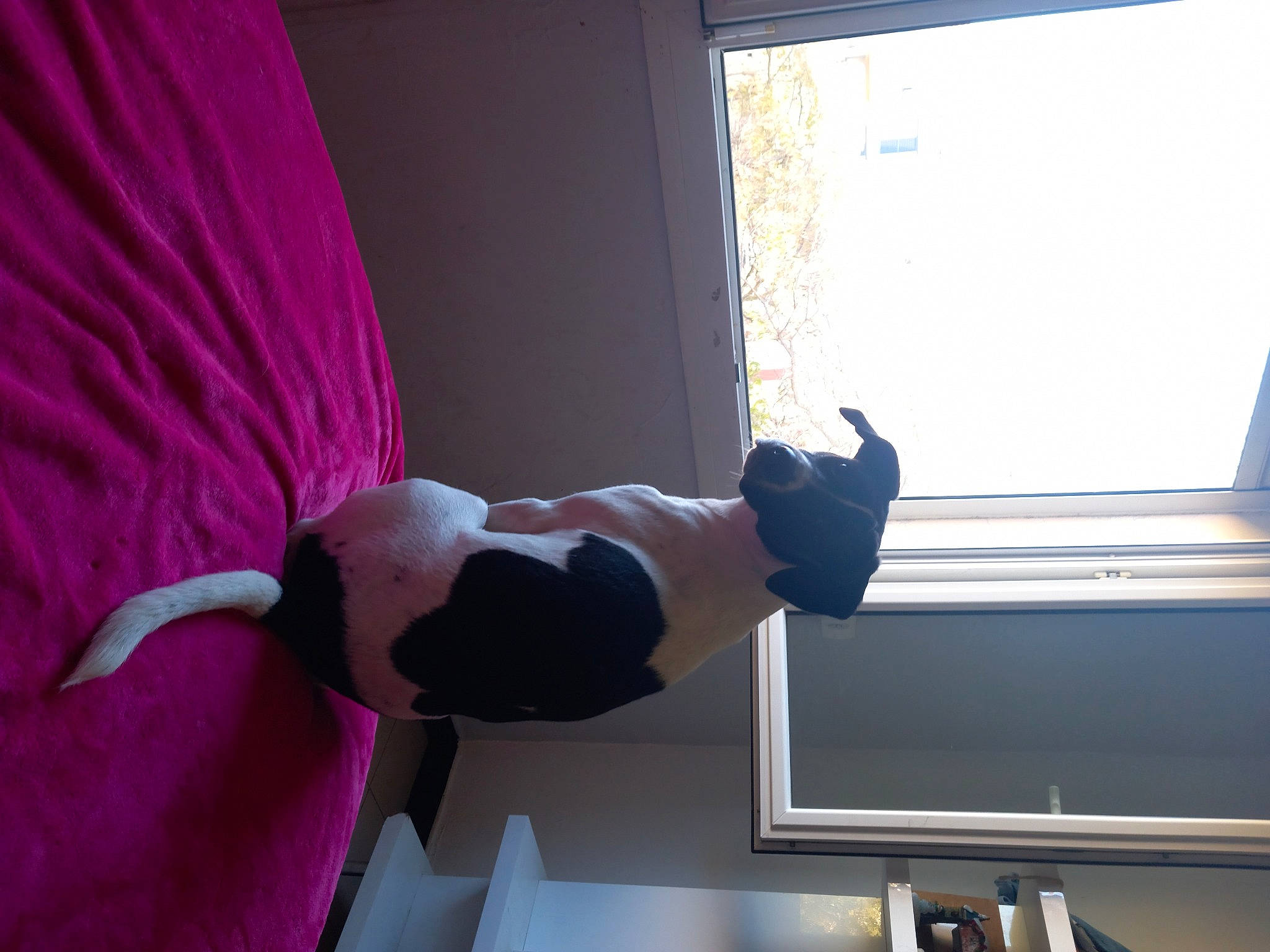 Tachetée participe au concours pour gagner de l'argent avec cette photo : ceiling, comfort, curtain, display_device, elbow, hardwood, house, human_leg, knee, linens, magenta, room, shoulder, thigh, toddler, window, window_blind, window_treatment, wood, wrist