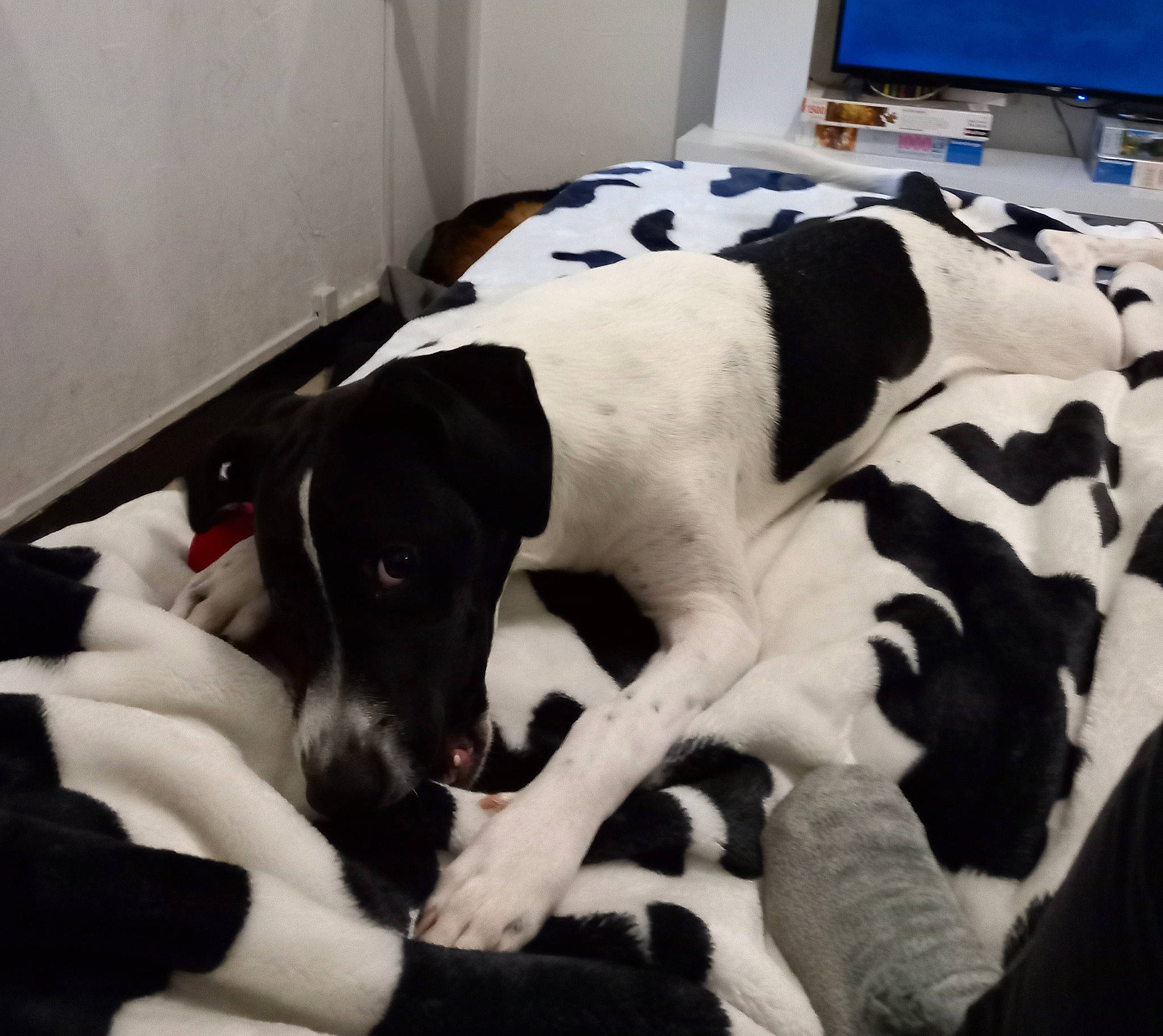 Tachetée a rejoint le concours — aidez-le/la à gagner de superbes lots ! bored, canidae, carnivore, comfort, companion_dog, computer_keyboard, display_device, dog, dog_breed, fur, non_sporting_group, sporting_group, tail, television, terrestrial_animal, working_animal