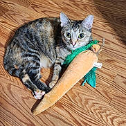 Tilly is registered to the contest to win money with this photo: big_eyes, carrot_toy, cat, close_up, curled_up, ears, floor_texture, green_feathers, household, indoor, looking_at_camera, paw, pet, playful, plush_toy, stripe_pattern, sunlight, tabby_cat, whiskers, wood_floor