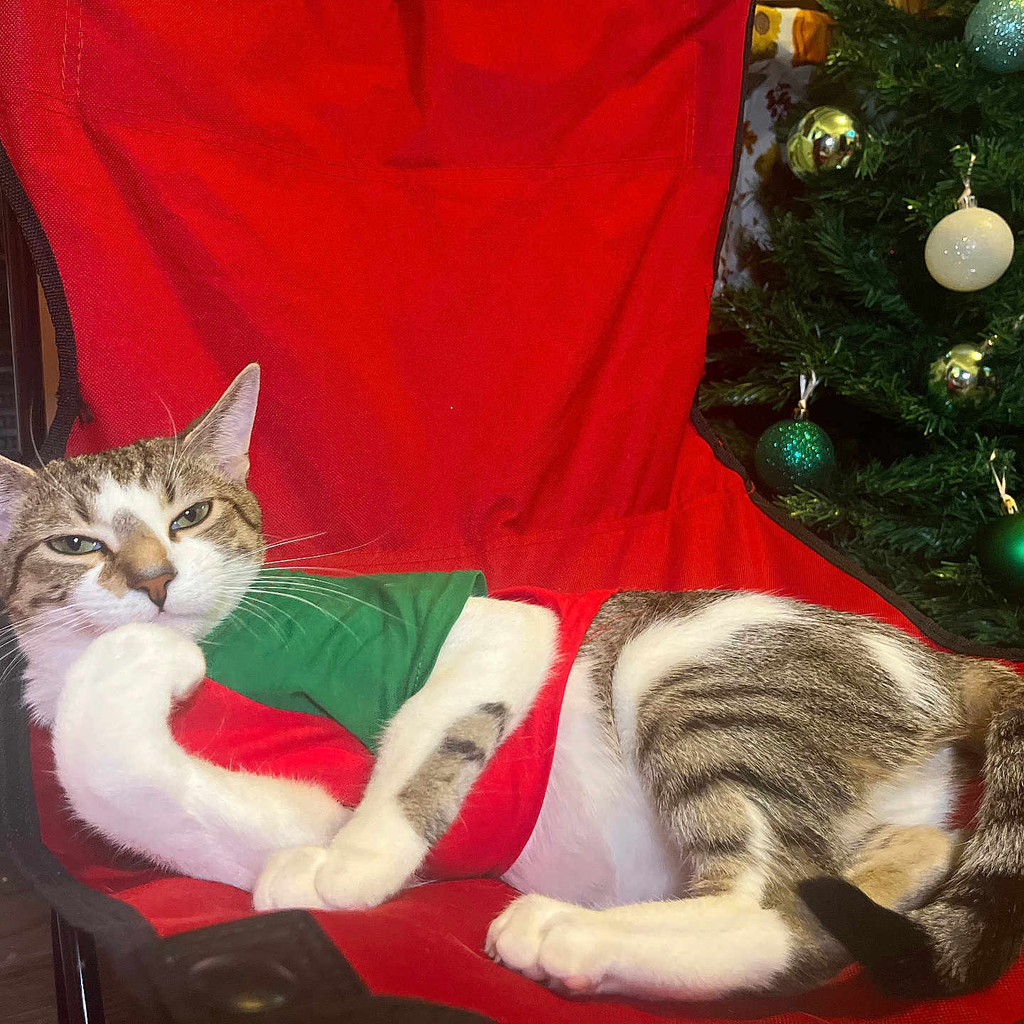 Patí joined the competition — help win amazing prizes! animal, cat, chair, christmas_tree, costume, cute, decorations, feline, festive, holiday, indoor, ornaments, pet, posing, red_chair, relaxed, striped, tail, whiskers, white_paws