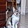 Charlie