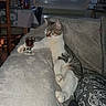 animal, blanket, bottle, cat, chair, comfort, couch, cozy, domestic, drink, feline, glass, home, indoor, paw, pet, relaxed, resting, table, window