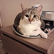 Charlie a rejoint le concours — aidez-le/la à gagner de superbes lots ! cat, tabby, animal, pet, feline, indoor, dormitory, furniture, dressed, resting, mammal, cute, whiskers, ears, eyes, paws, mat, wood, bowl, domestic