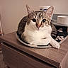 animal, bowl, cat, cute, domestic, dormitory, dressed, ears, eyes, feline, furniture, indoor, mammal, mat, paws, pet, resting, tabby, whiskers, wood