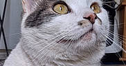 Mistigris a rejoint le concours — aidez-le/la à gagner de superbes lots ! alert, animal, cat, close_up, cute, domestic_cat, ears, expression, eyes, face, feline, fur, indoor, looking_up, mammal, nose, pet, portrait, whiskers, yellow_eyes