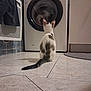 appliance, black_spots, cat, cat_back, cleaning, curious, domestic, floor, home, household, indoor, laundry_room, machine, observation, pet, quiet, tail, tile, washing_machine, white_cat