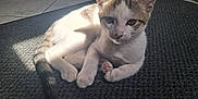 Lulu participe au concours pour gagner de l'argent avec cette photo : kitten, cat, animal, pet, fur, paw, tail, sunlight, shadow, mat, floor, tile, indoor, resting, cute, young, whiskers, ears, small, domestic