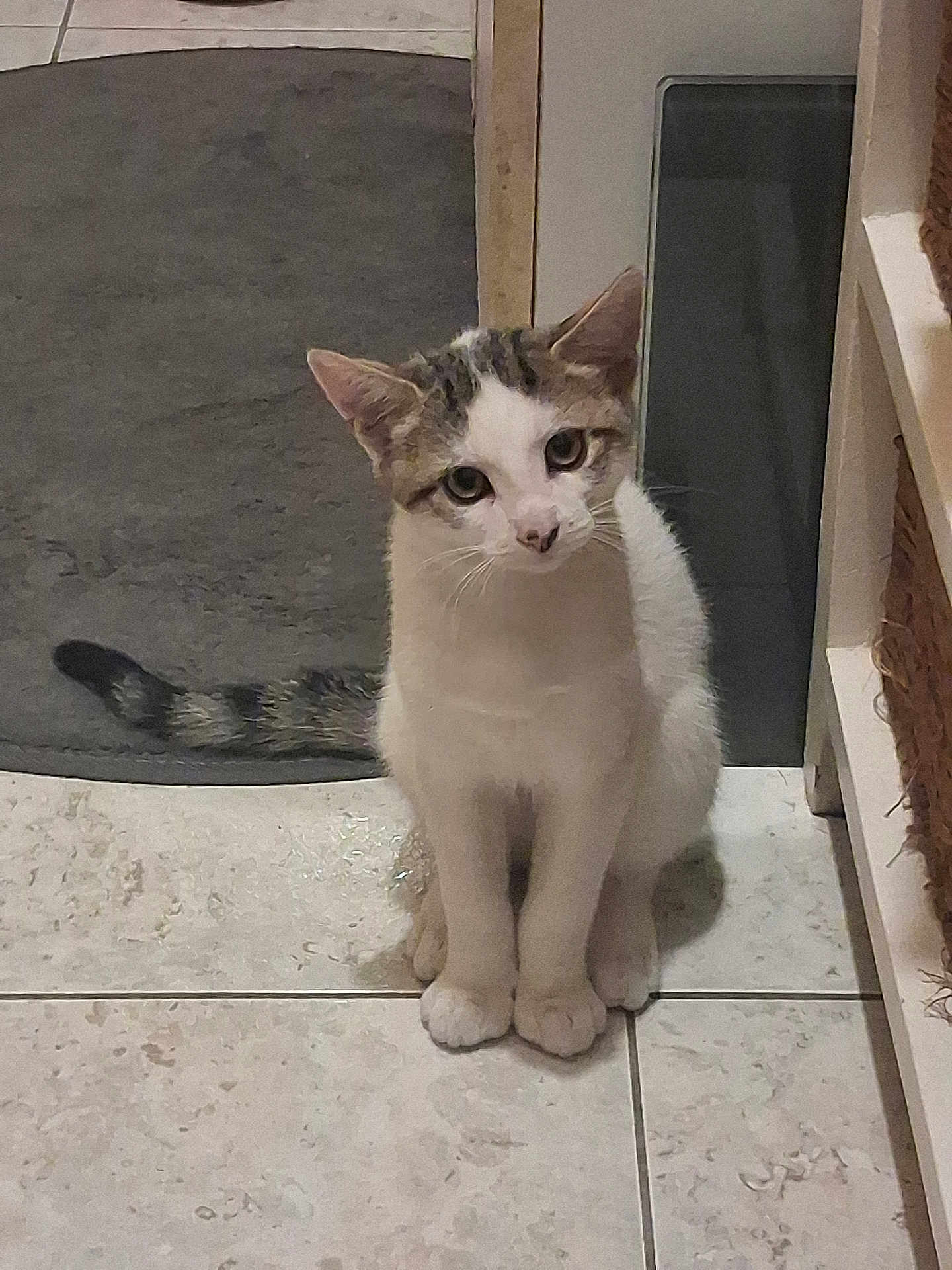 Lulu participe au concours pour gagner de l'argent avec cette photo : cat, indoor, white, tabby, floor, tile, mat, pet, animal, feline, cute, curious, sitting, head_tilt, whiskers, ears, tail, domestic, household, cozy