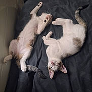 Lulu participe au concours pour gagner de l'argent avec cette photo : cat, kitten, sleeping, bed, black_bedspread, paw, tail, fur, domestic_animal, pet, animal, resting, cute, indoor, feline, two_animals, relaxation, whiskers, pink_paw_pads, soft