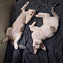animal, bed, black_bedspread, cat, cute, domestic_animal, feline, fur, indoor, kitten, paw, pet, pink_paw_pads, relaxation, resting, sleeping, soft, tail, two_animals, whiskers