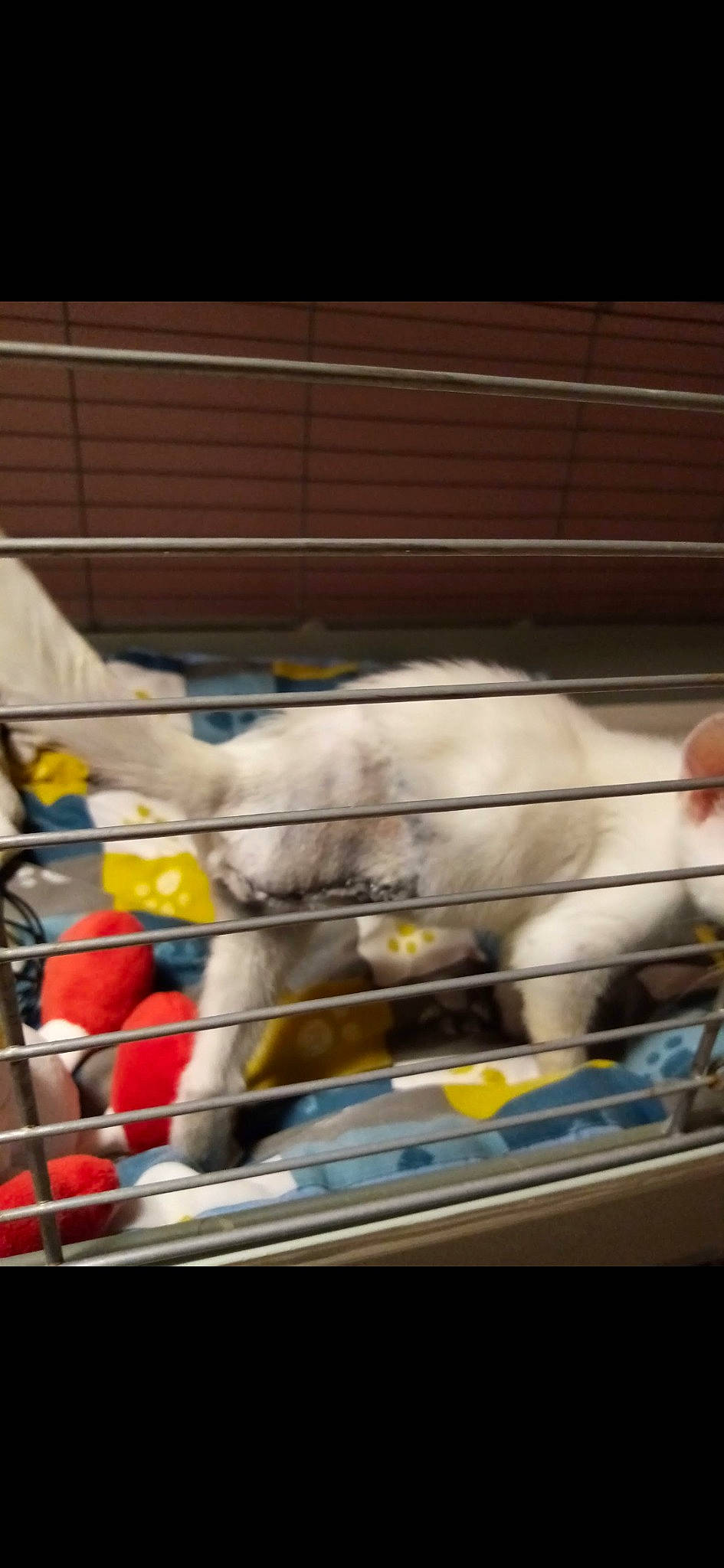 Rescue a rejoint le concours — aidez-le/la à gagner de superbes lots ! animal_shelter, cage, cat