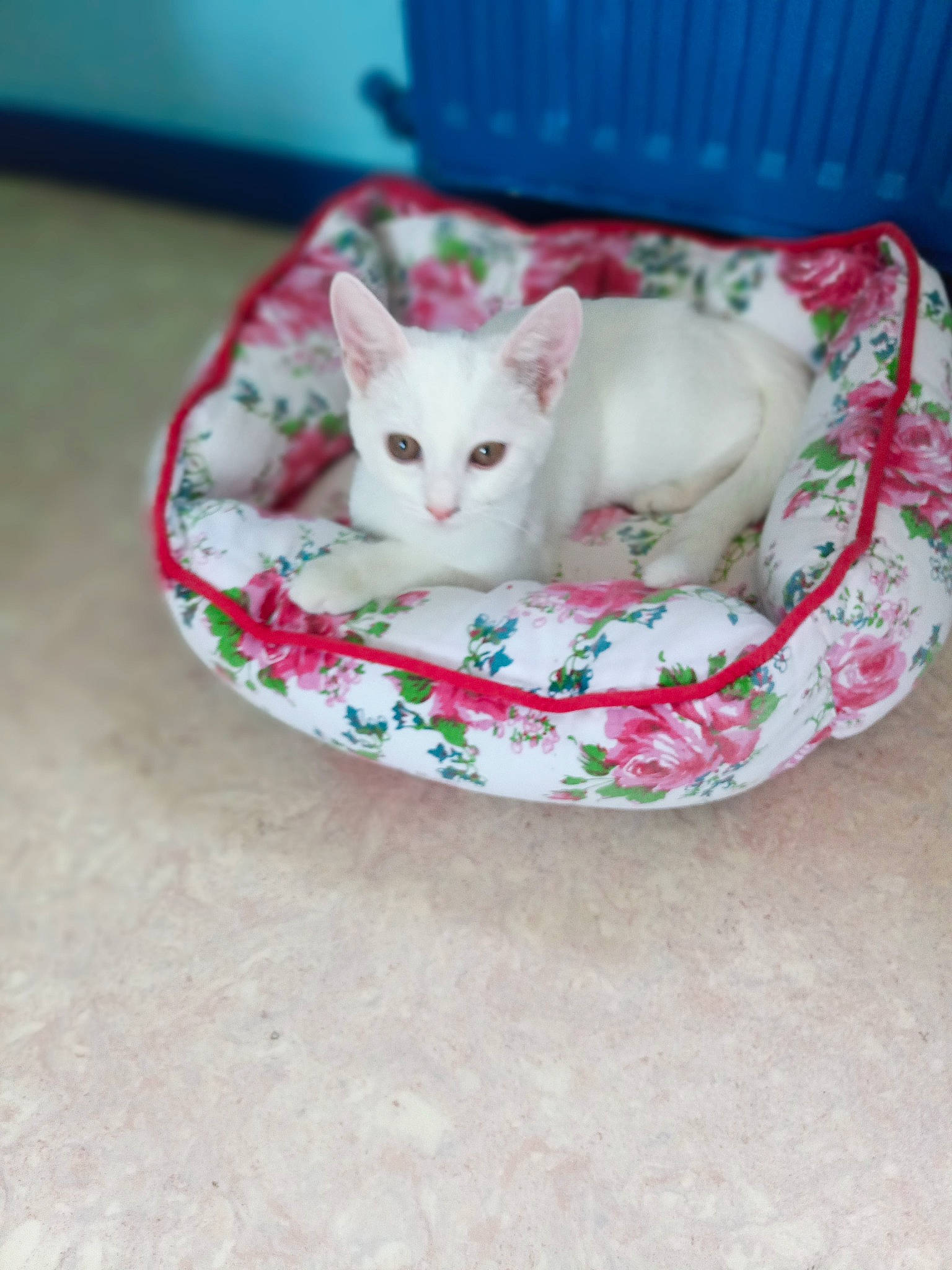 Rescue participe au concours pour gagner de l'argent avec cette photo : carnivore, cat, cat_bed, felidae, khao_manee, kitten, pink, small_to_medium_sized_cats, tableware, tail, whiskers, white